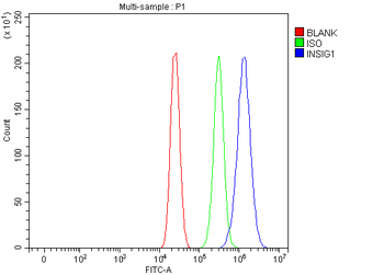 INSIG1 Rabbit Polyclonal Antibody