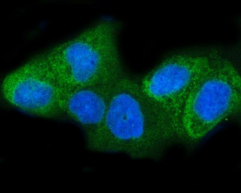 Anti-INSIG1 Antibody