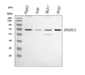 Anti-INSIG1 Antibody