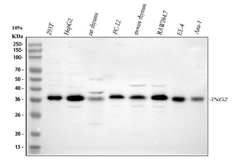 Anti-ING2 Antibody