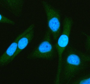 Anti-ATG7 Antibody