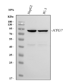 Anti-ATG7 Antibody