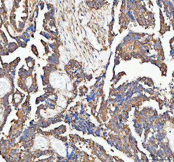 Anti-PAIP1 Antibody