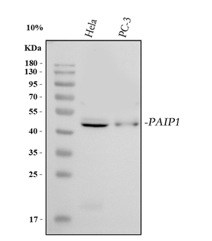 Anti-PAIP1 Antibody