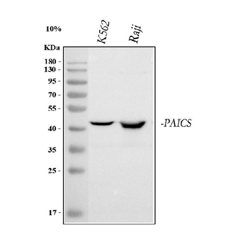 PAICS Antibody