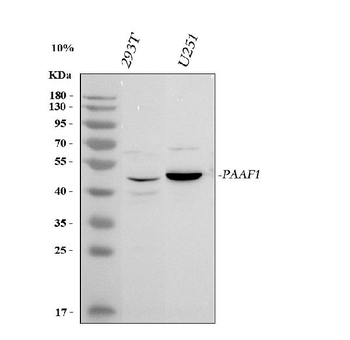 PAAF1 Antibody