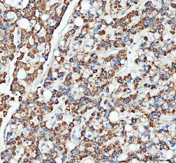 Anti-OTUB1 Antibody