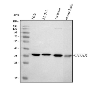 Anti-OTUB1 Antibody