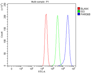 PARD6B Antibody