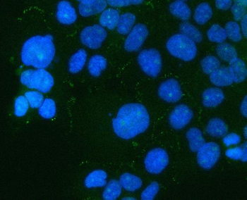 Anti-PARD6B Antibody