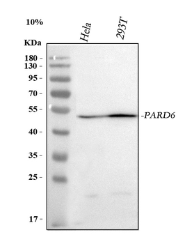 Anti-PARD6B Antibody