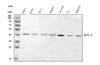 RTCA Antibody