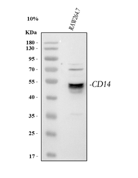 Cd14 Antibody