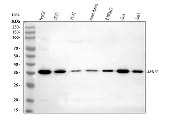IMP4 Antibody