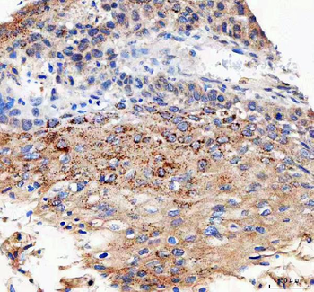 Anti-IFT74 Antibody