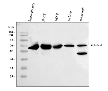 Anti-BCL3 Antibody