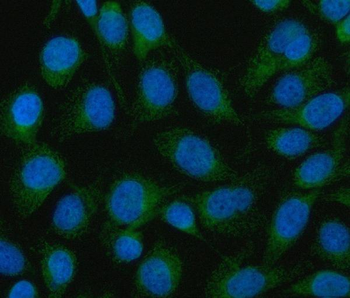 Anti-Mitofilin/IMMT Antibody