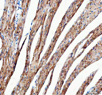 Anti-Mitofilin/IMMT Antibody