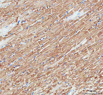 Anti-Mitofilin/IMMT Antibody