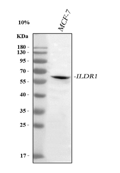 ILDR1 Antibody
