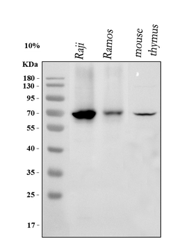 Anti-IKZF3 Antibody