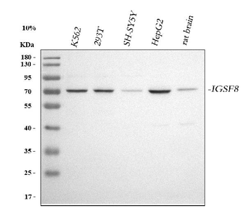 CD316/IGSF8 Antibody