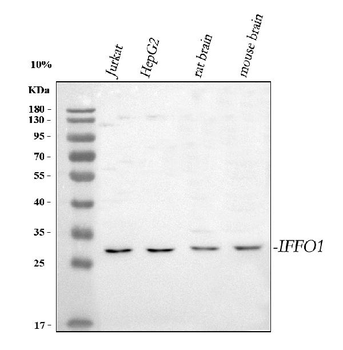 Anti-IFFO1 Antibody