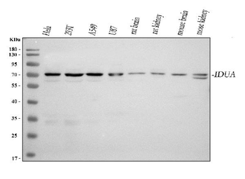 Anti-IDUA Antibody