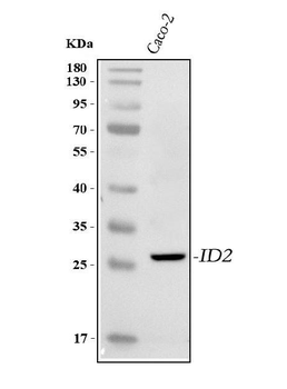 Anti-IDI2 Antibody