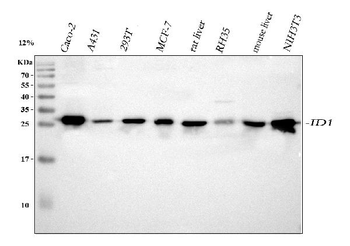 Anti-IDI1 Antibody