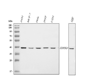 Anti-IDH3G Antibody