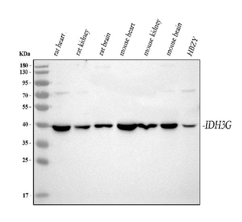 Anti-IDH3G Antibody