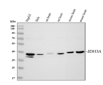 Anti-IDH3A Antibody
