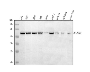 Anti-IARS2 Antibody