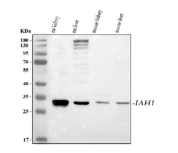 Anti-IAH1 Antibody