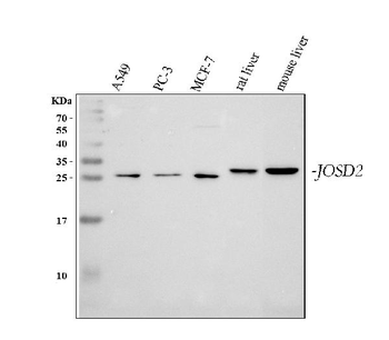 JOSD2 Antibody