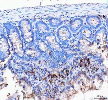 Anti-JCHAIN Antibody