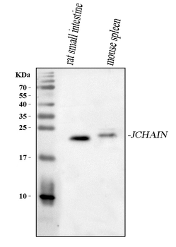 Anti-JCHAIN Antibody
