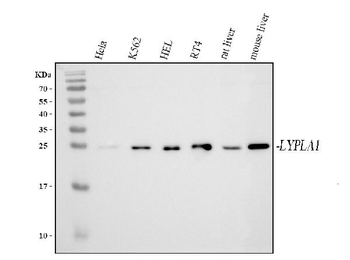 Anti-LYPLA1 Antibody