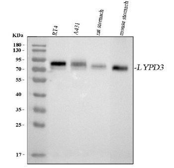 Anti-LYPD3 Antibody