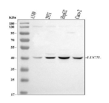 LUC7L Rabbit Polyclonal Antibody