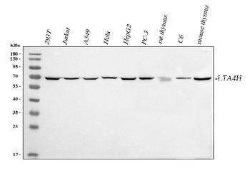 Anti-LTA4H Antibody