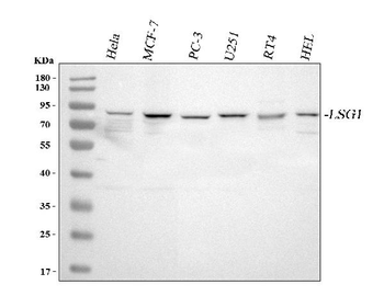 Anti-LSG1 Antibody