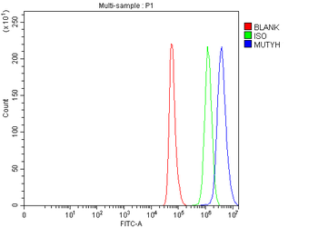 MUTYH Rabbit Polyclonal Antibody