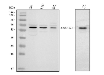 Anti-MUTYH Antibody