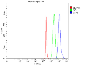 MTF1 Antibody