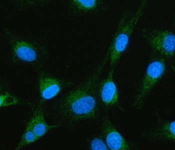 MTF1 Antibody
