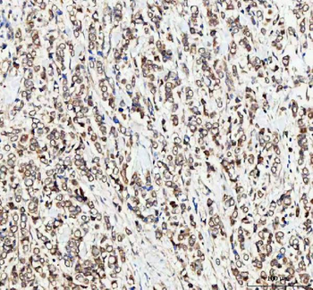MTF1 Antibody