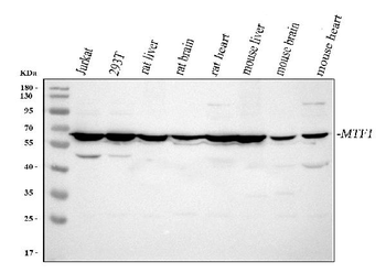 MTF1 Antibody
