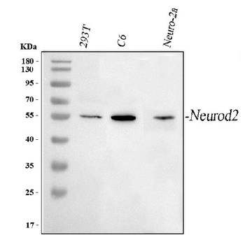 Anti-NEUROD2 Antibody